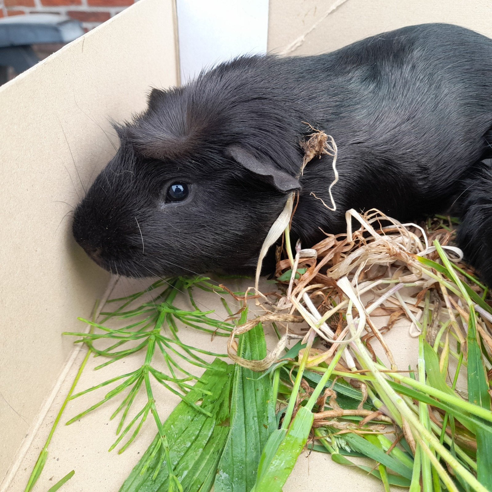 2 super lieve cavia mannen, Dieren en Toebehoren, Knaagdieren, Maart, Mannelijk, Cavia