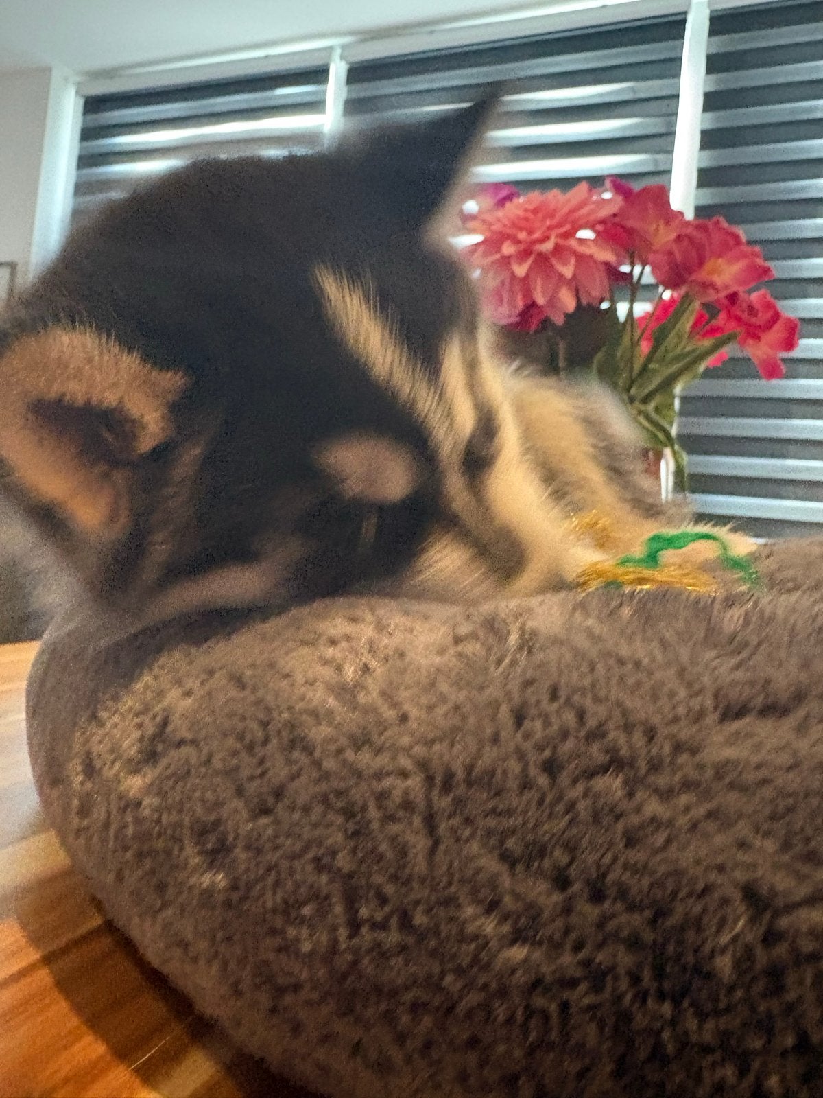 Schattige husky pups, Parvo, 8 tot 15 weken, Meerdere, Nederland