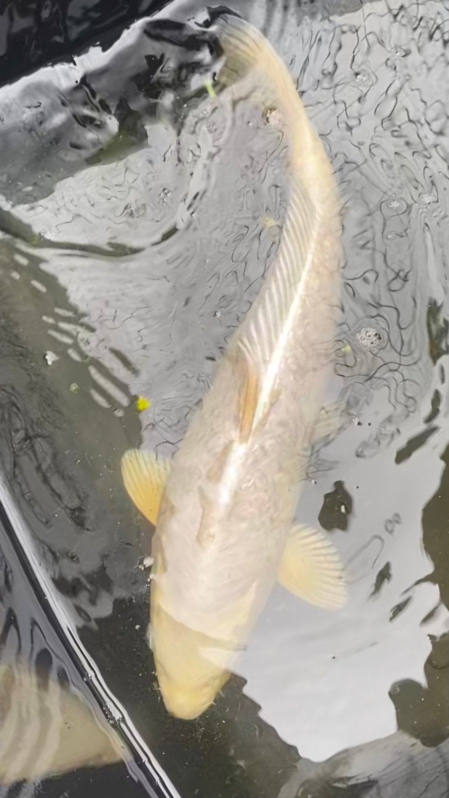 3x Koi te koop, Dieren en Toebehoren, Vissen | Vijvervissen, Karper of Koi