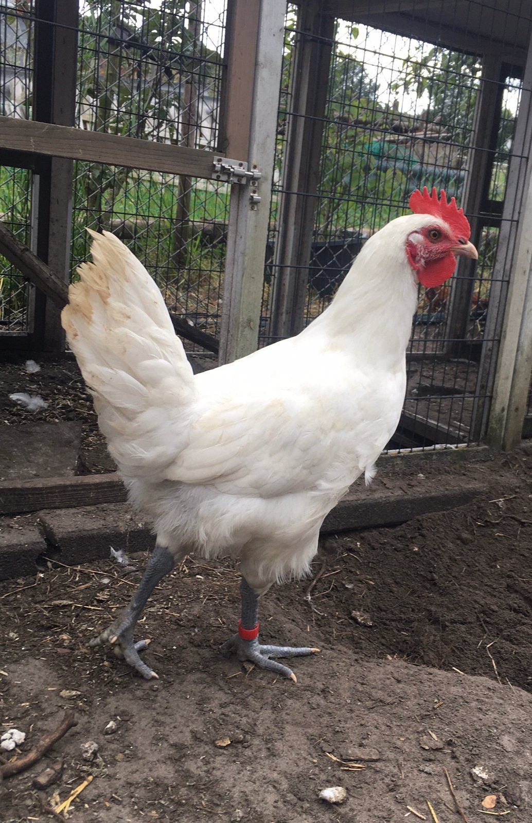 Jonge Poule de Bresse haan, Dieren en Toebehoren, Mannelijk, Kip