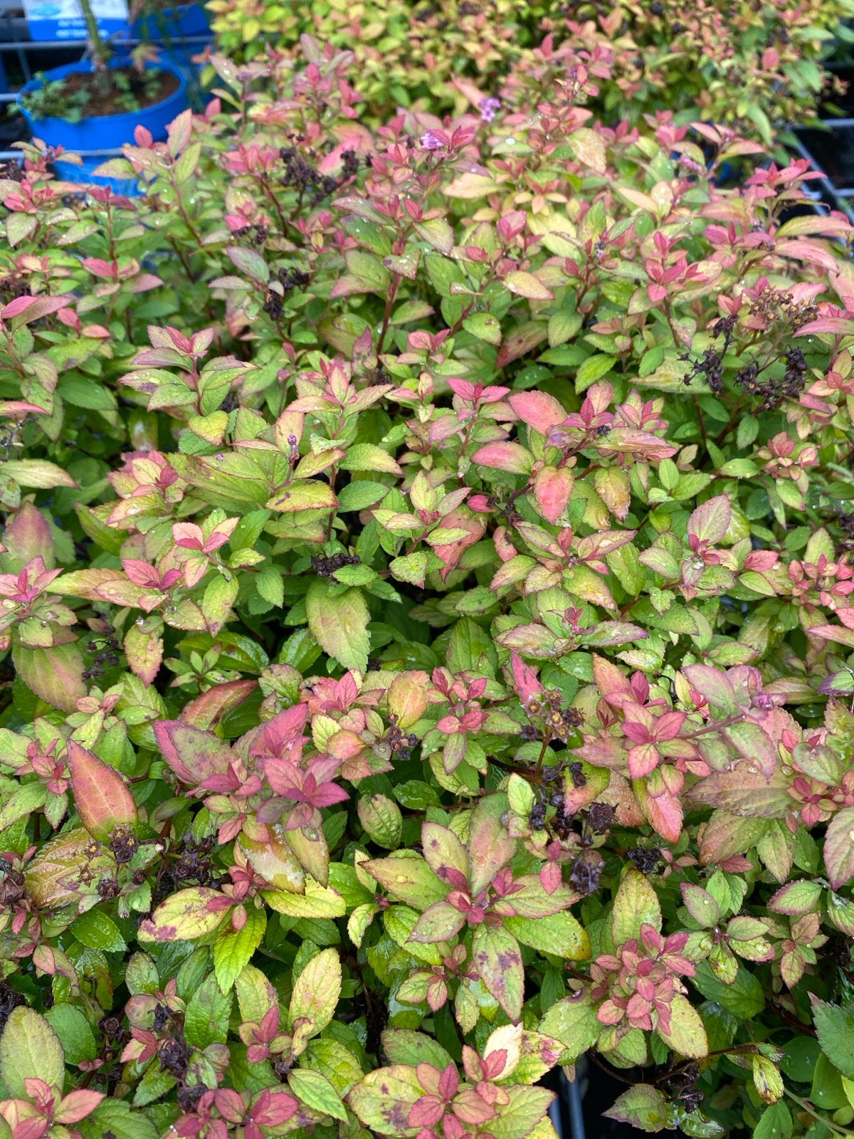 Spirea 'Zen'Spirit' Caramel - 50% korting!, Tuin en Terras, Planten | Tuinplanten, Volle zon, Vaste plant, Zomer, Ophalen
