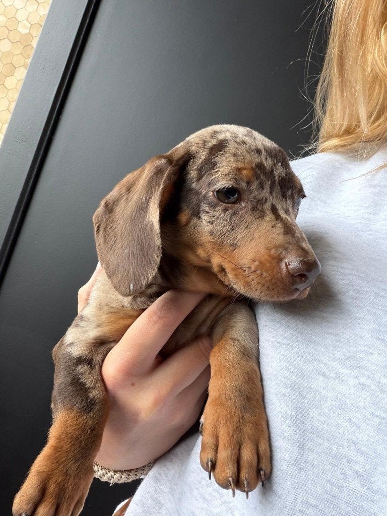 Nestje dwerg teckels korthaar merle , choco, Parvo, België, Particulier, 8 tot 15 weken