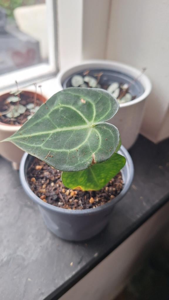 Anthurium Clarinervium, Huis en Inrichting, Kamerplanten, Ophalen