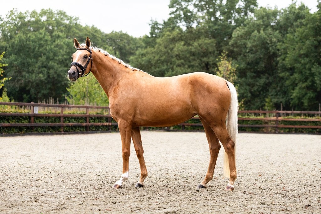 Prachtige palomino dresuuurmerrie uit top moederlijn, Merrie, Met stamboom, Dressuurpaard, 3 tot 6 jaar