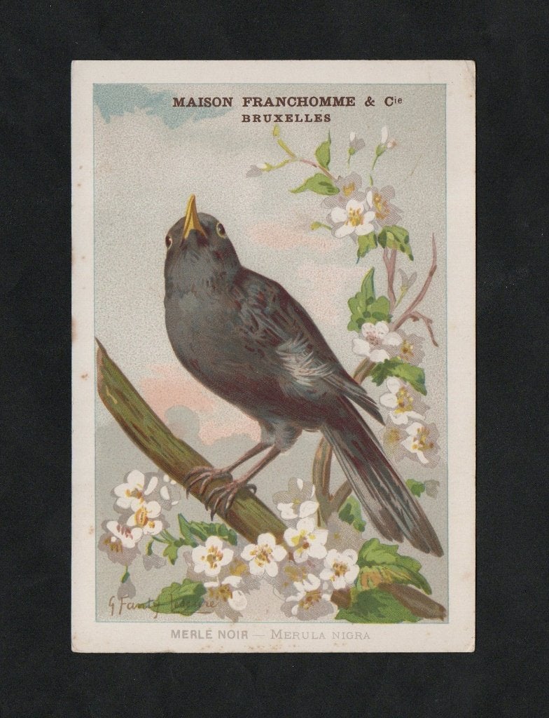 Merel op Bloeiende Meidoorn Turdus Merula Vogel., Ophalen of Verzenden, Voor 1920, Ongelopen, Vogel