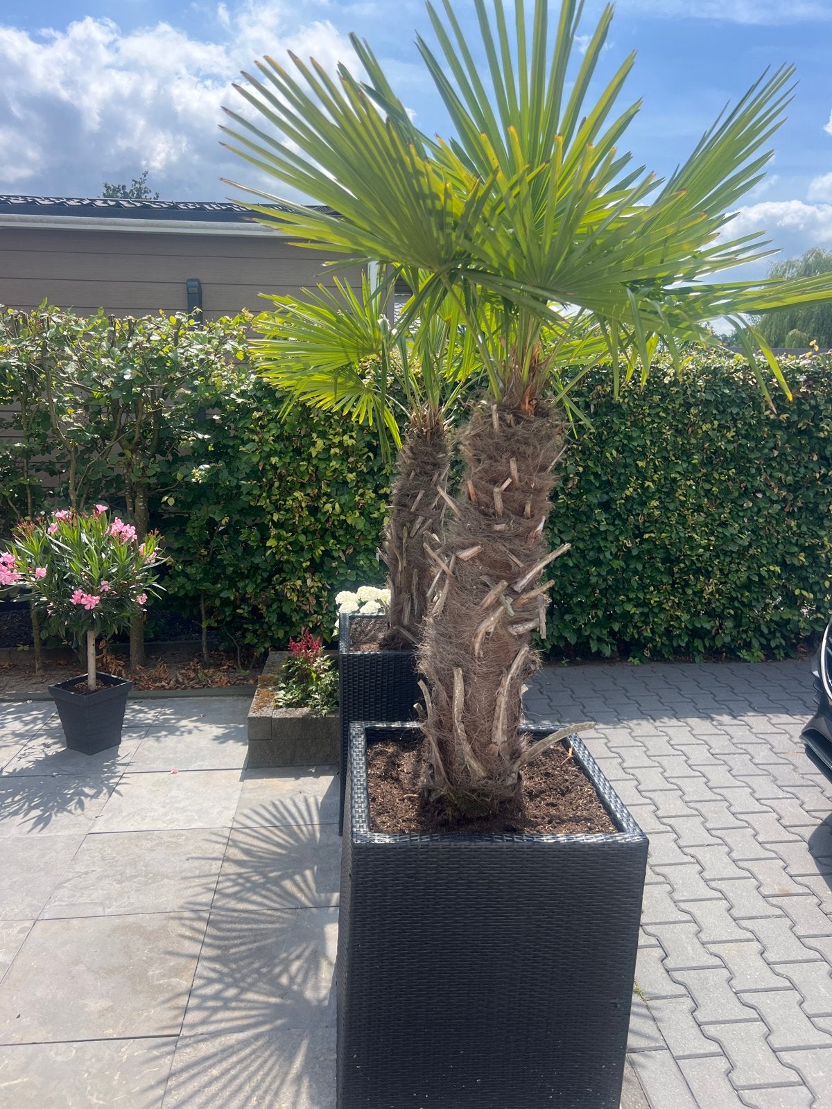 Twee prachtige Trachycarpus Fortunei palmbomen in pot, Volle zon, Vaste plant, Bloeit niet, Ophalen
