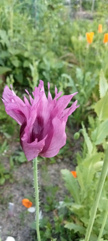 Papaver somniferum Coralla Raja - Slaapbol zaden, Tuin en Terras, Bloembollen en Zaden, Ophalen of Verzenden, Voorjaar, Volle zon
