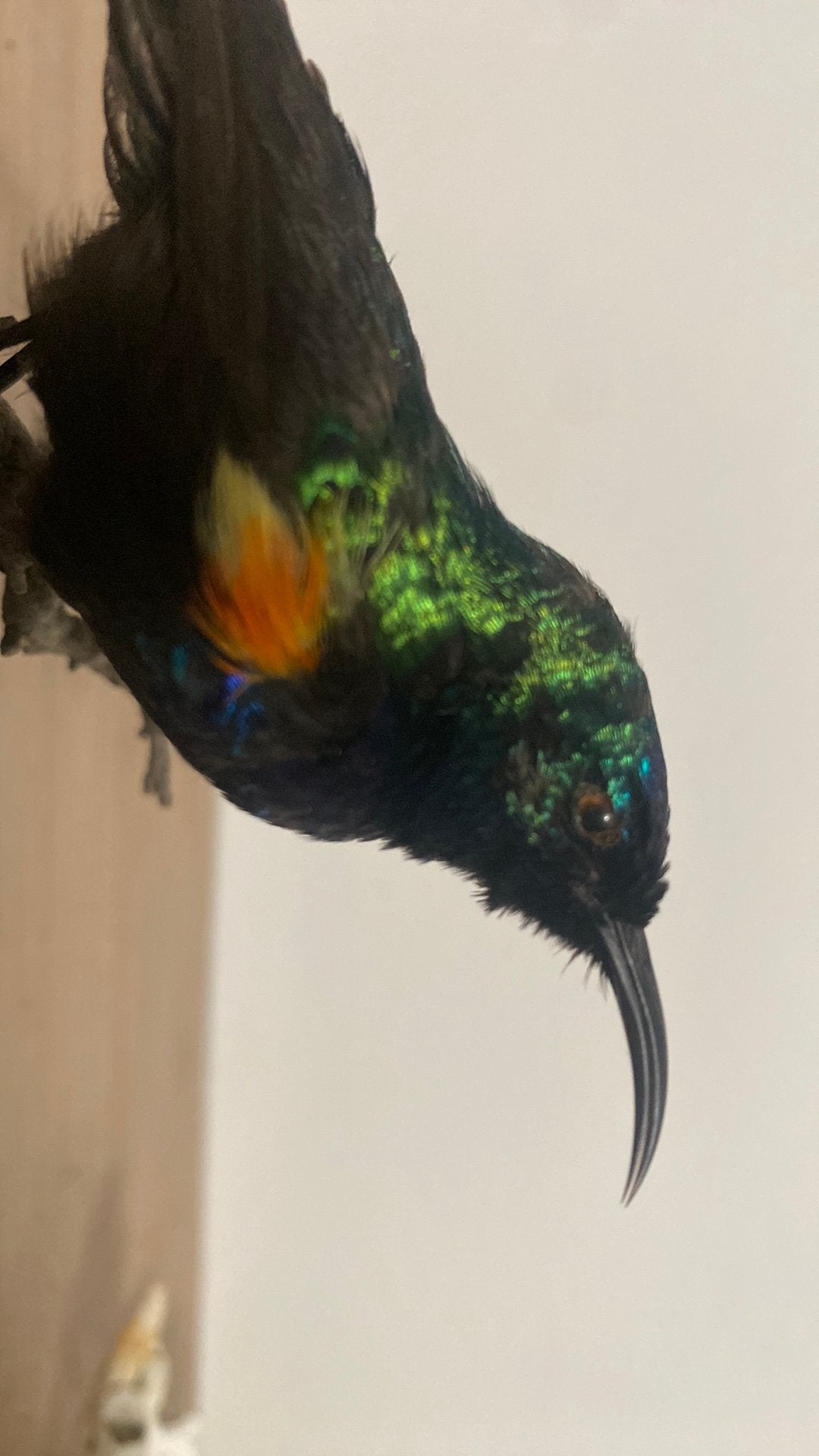 Opgezette vogel dieren taxidermy, Ophalen of Verzenden, Zo goed als nieuw, Vogel, Opgezet dier