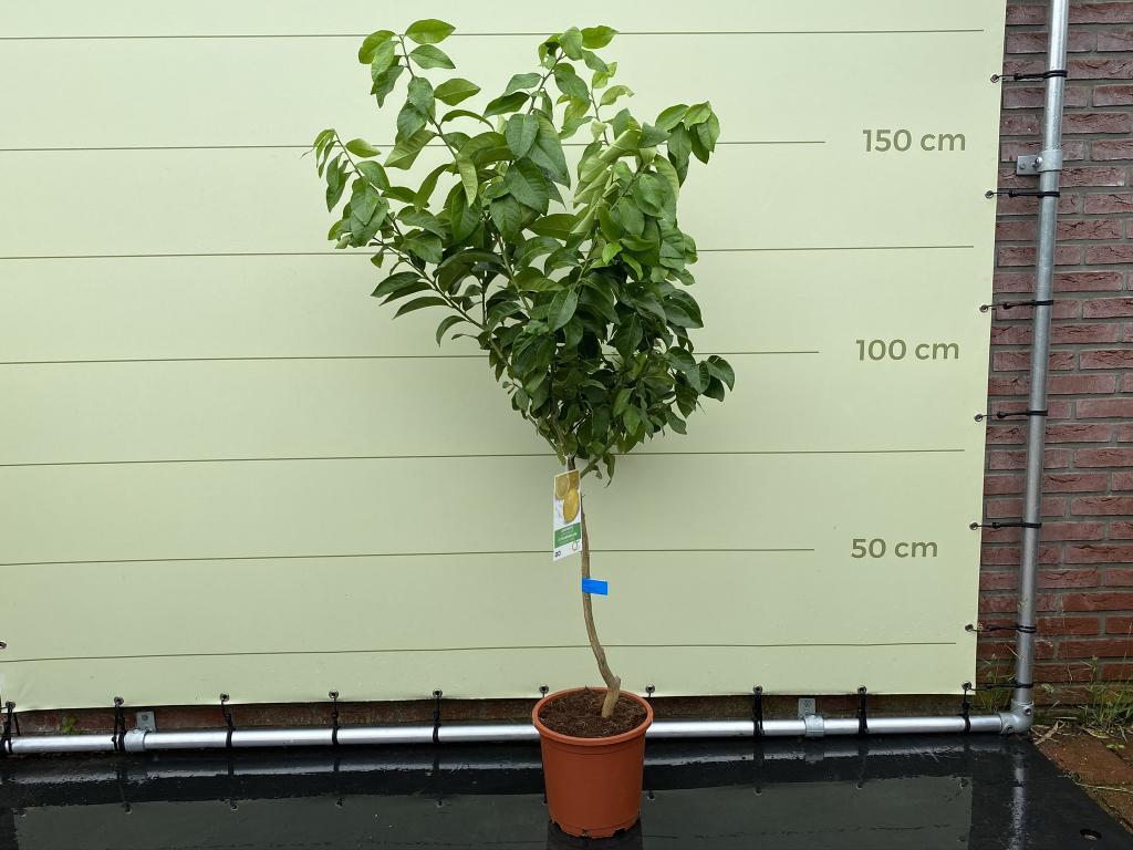 Citroenboom - Citrusboom - Stamomvang 8-10 cm, 100 tot 250 cm, Zomer, Volle zon, In pot
