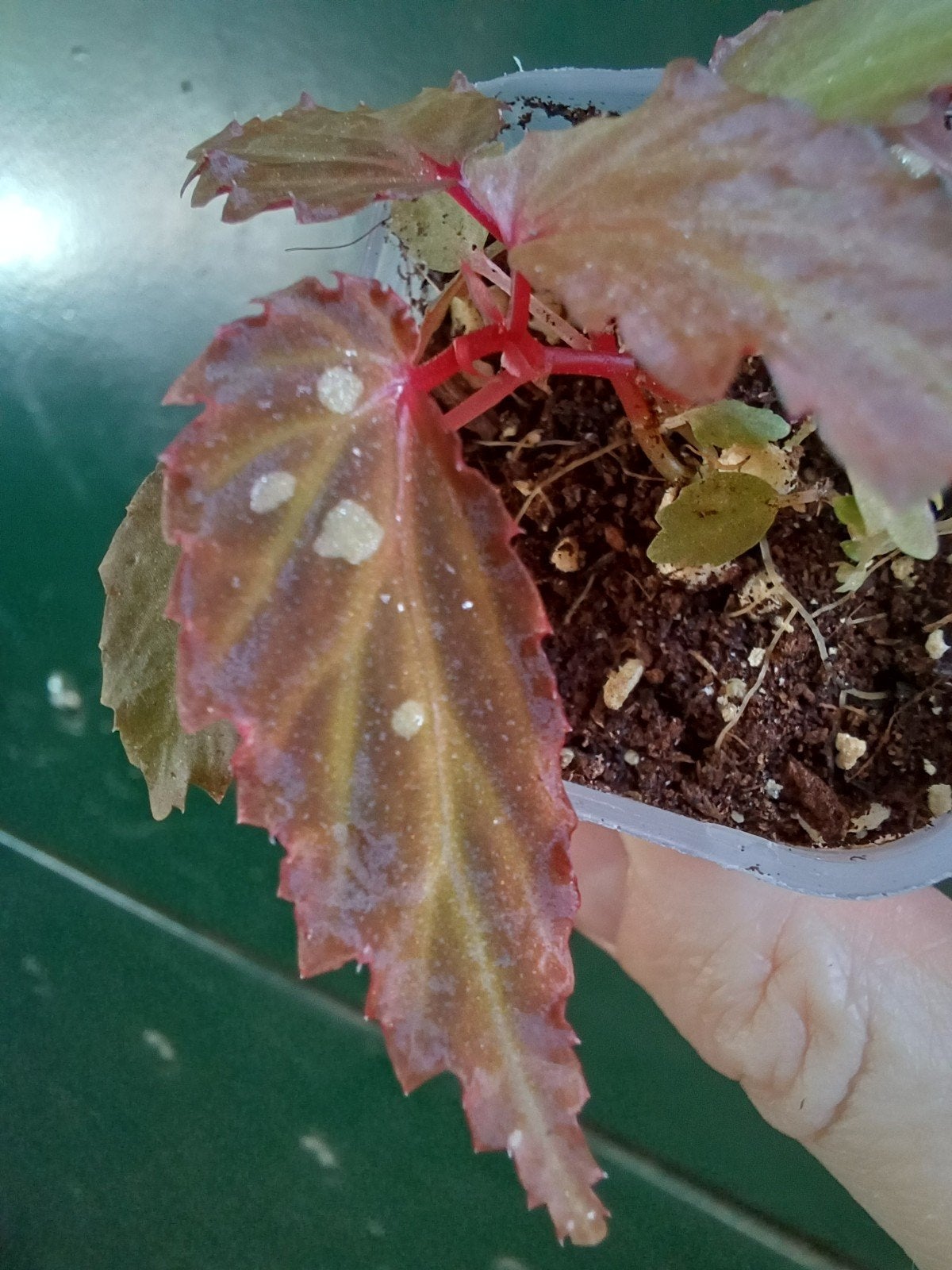 Begonia Mantuk, Ophalen of Verzenden, Halfschaduw, Minder dan 100 cm