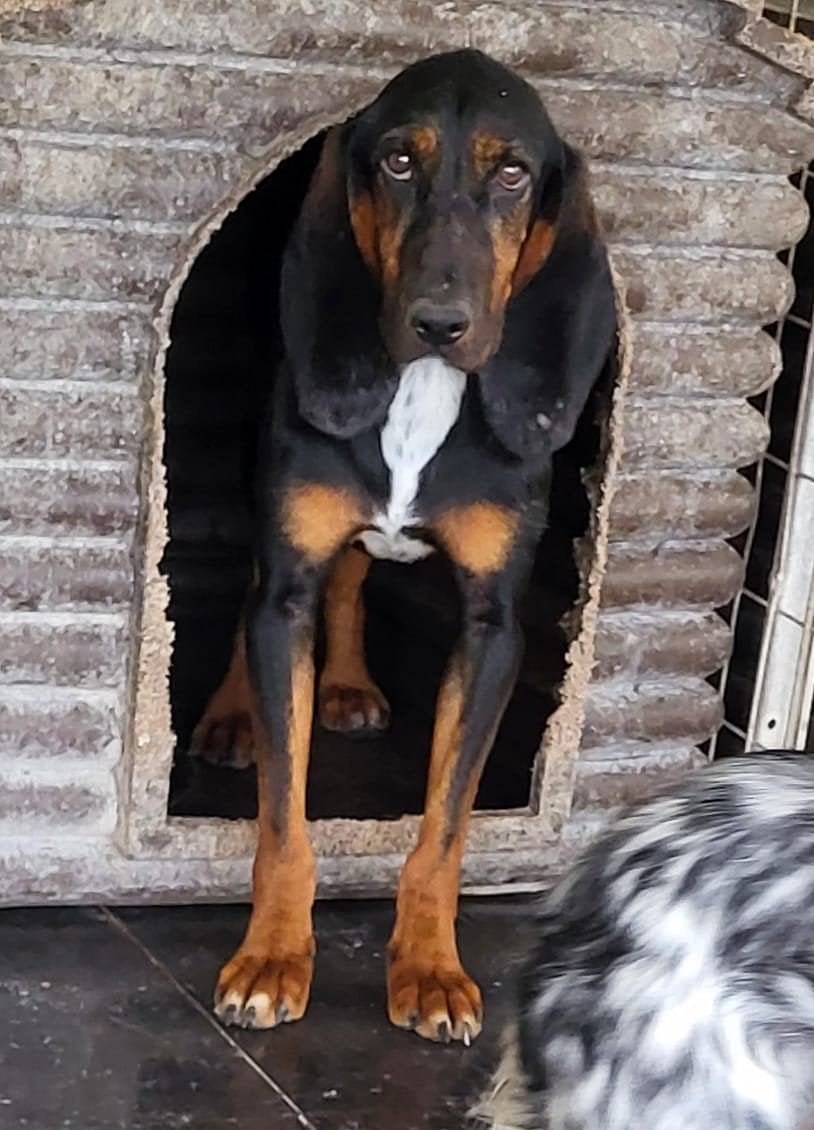 Prachtige stitch verblijft in Amstelveen, 1 tot 2 jaar, Buitenland, Eén hond, CDV (hondenziekte)