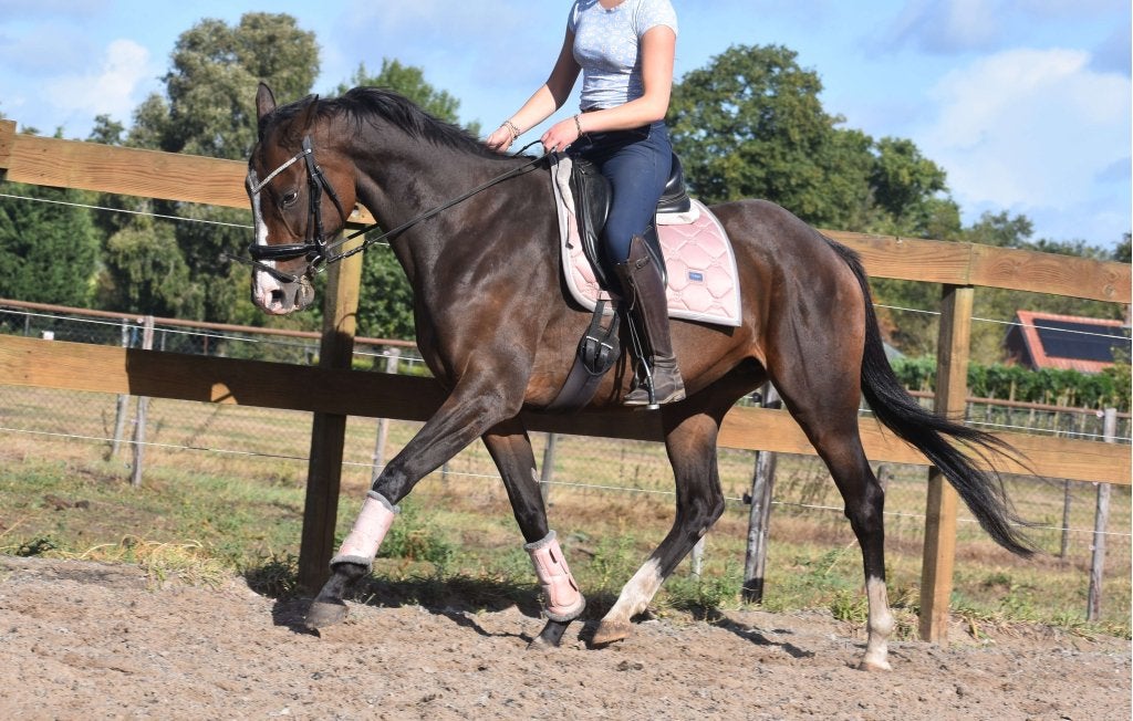 Chique, lieve , 9 jarige rijpaardmerrie, Dieren en Toebehoren