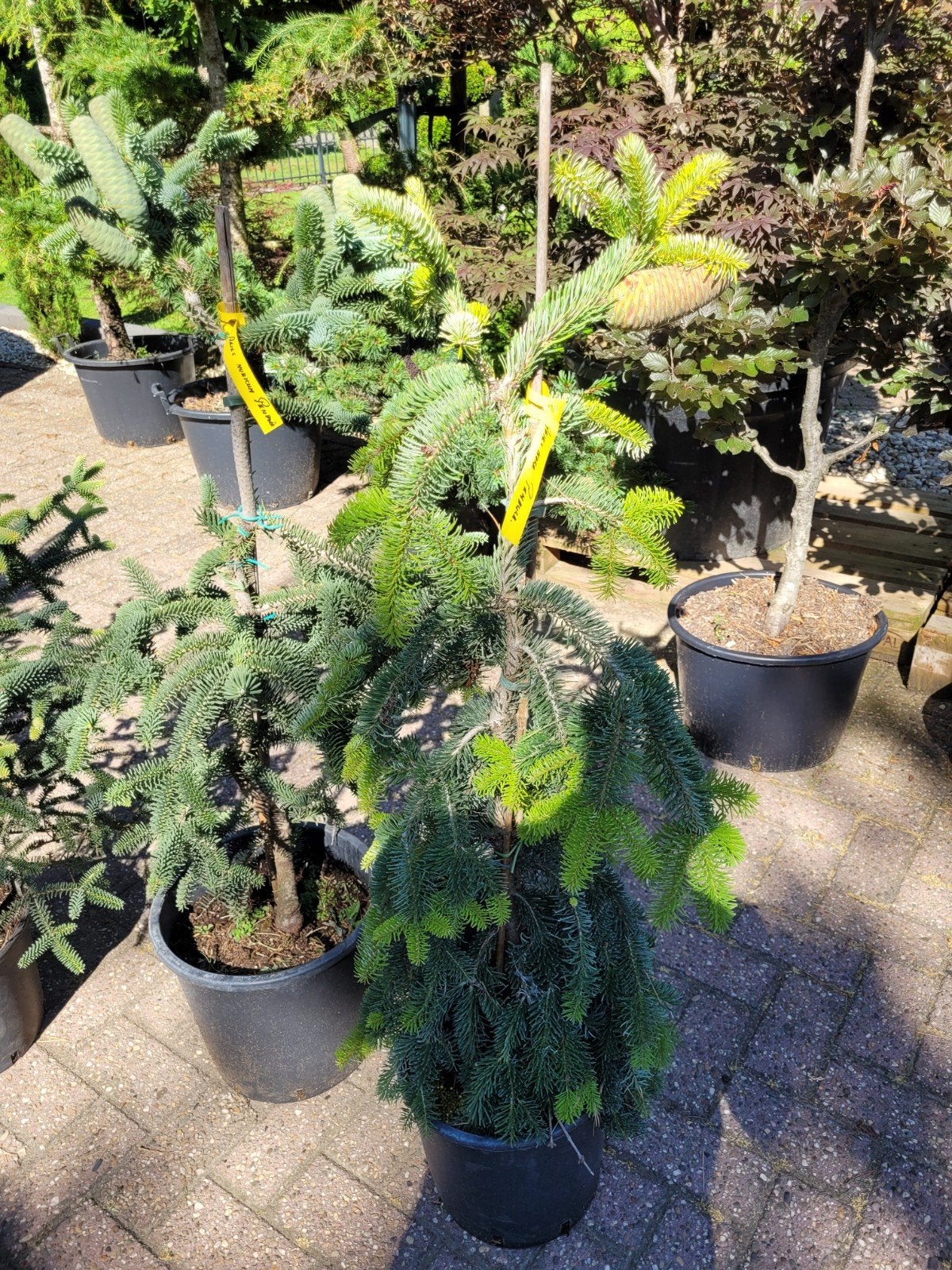 Abies Nora Pendula - Treurden, Bloeit niet, Treurboom, 100 tot 250 cm, Ophalen