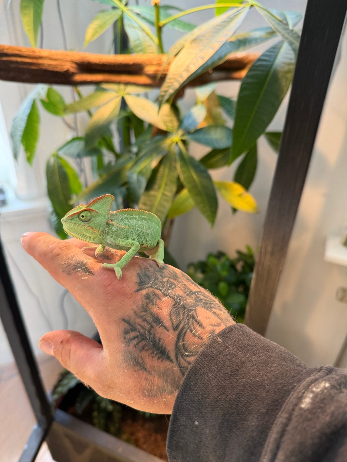 Jemen kameleon 20/08/2026 geslacht onbekend zonder terrarium Chameleon photo 3