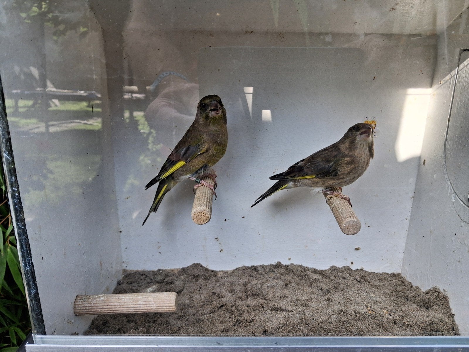 Groenling, wildkleur, 2026, geringd, Dieren en Toebehoren, Meerdere dieren, Geringd