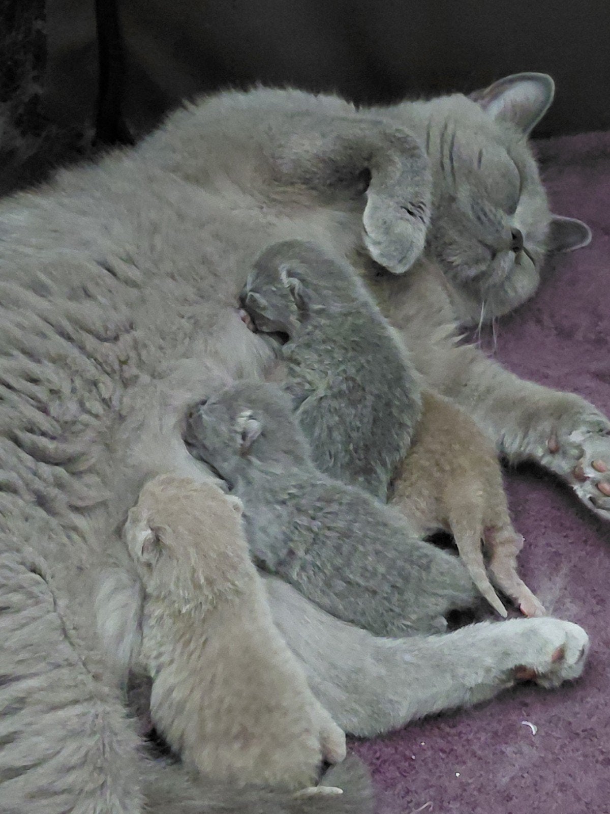 britse korthaar 4 kittens, Dieren en Toebehoren, Meerdere dieren