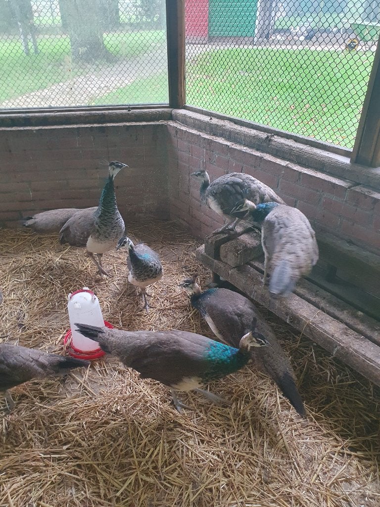 Pauwkuikens te koop, Dieren en Toebehoren, Meerdere dieren