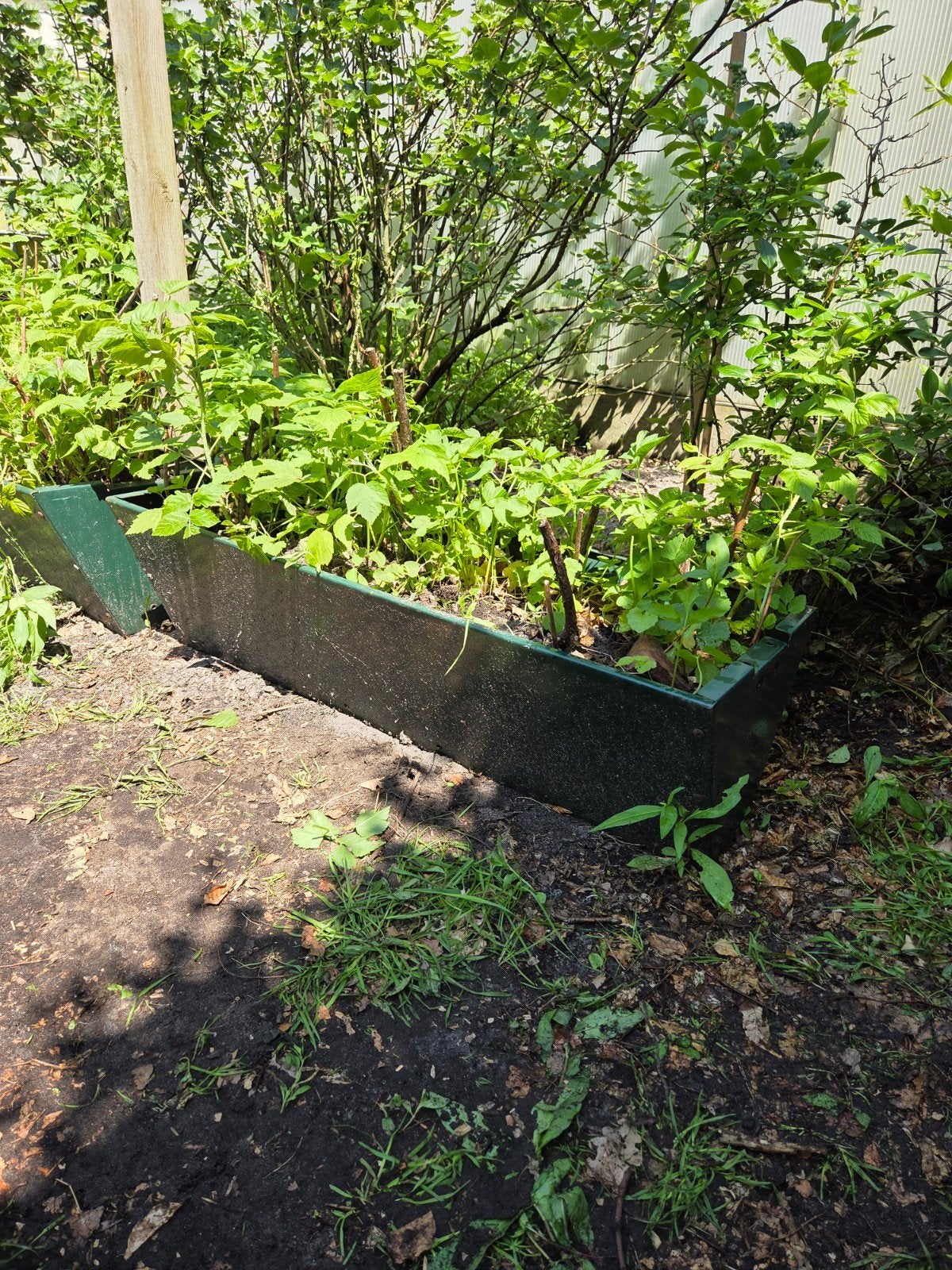 Frambozenplanten (geel) stapelbare metalen groene bak 100 cm, Gebruikt, 100 cm of meer, Ophalen of Verzenden, Balkon