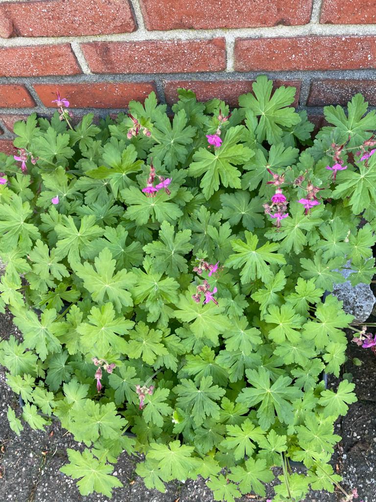 Geranium plant met paarse bloemen vaste plant, Ophalen, Bodembedekkers, Volle zon, Vaste plant