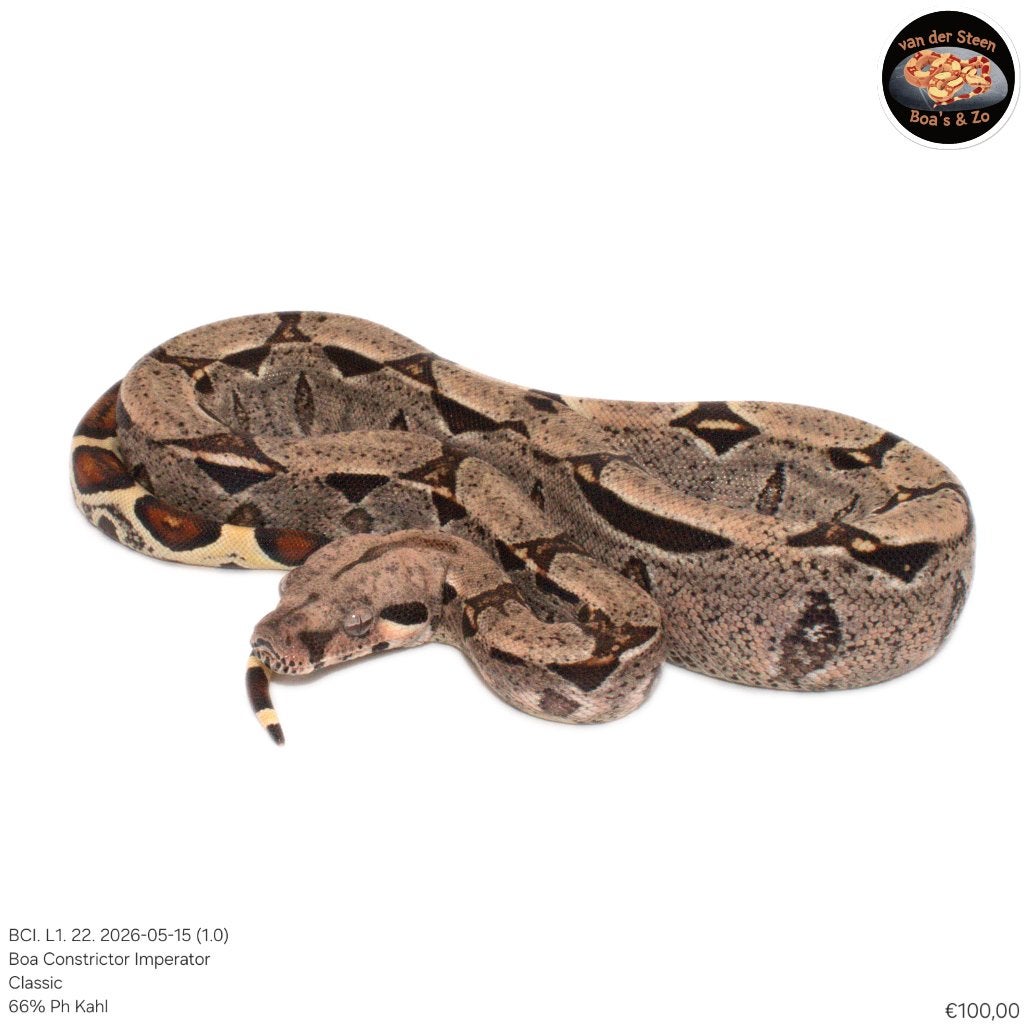 Boa Constrictor Imperator Litter 01 2026 Boa Constrictor photo 18