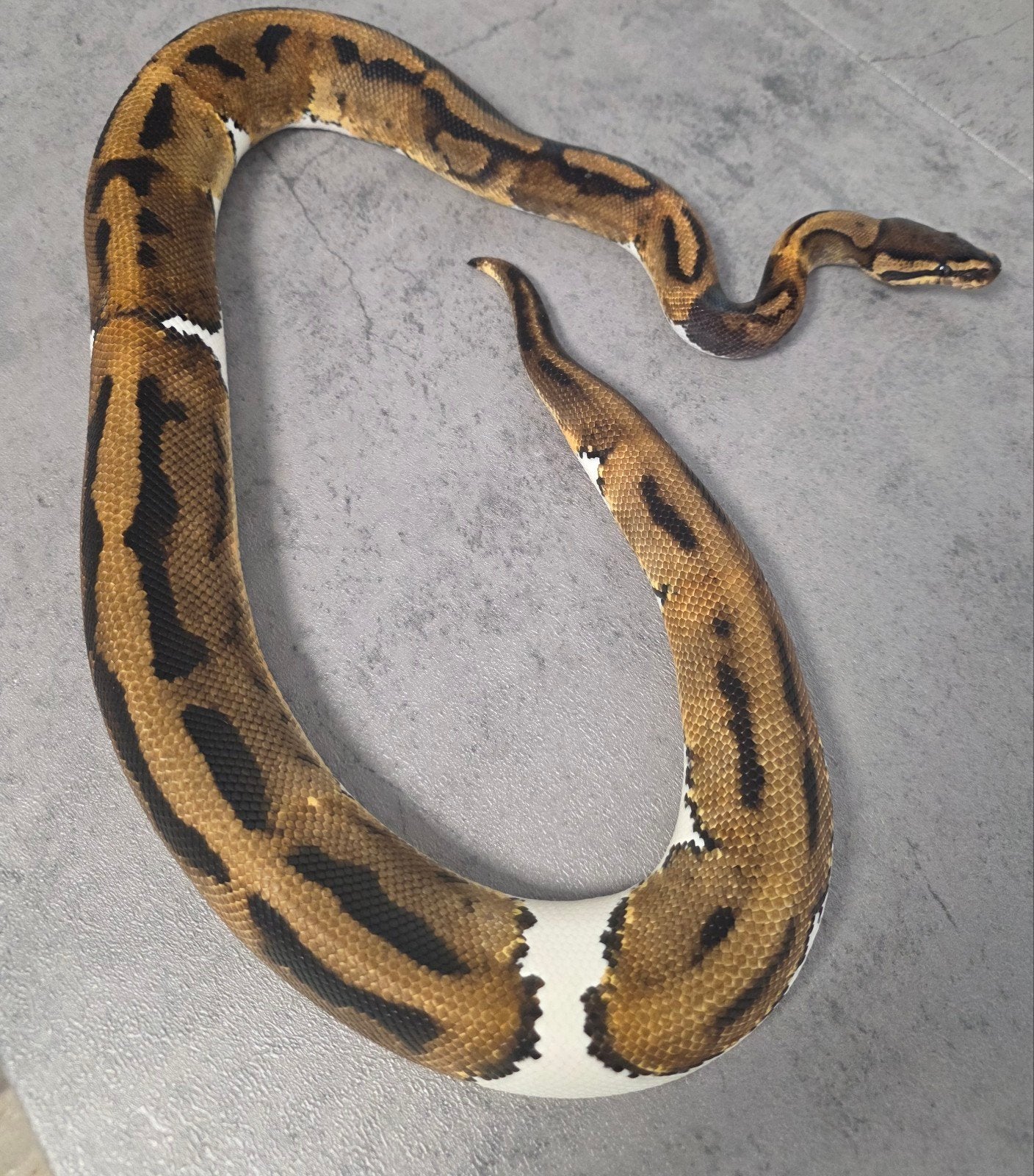 Paradox Piebald 100%Lavender Albino️♂️  bewezen kweekman Ball Python photo 3