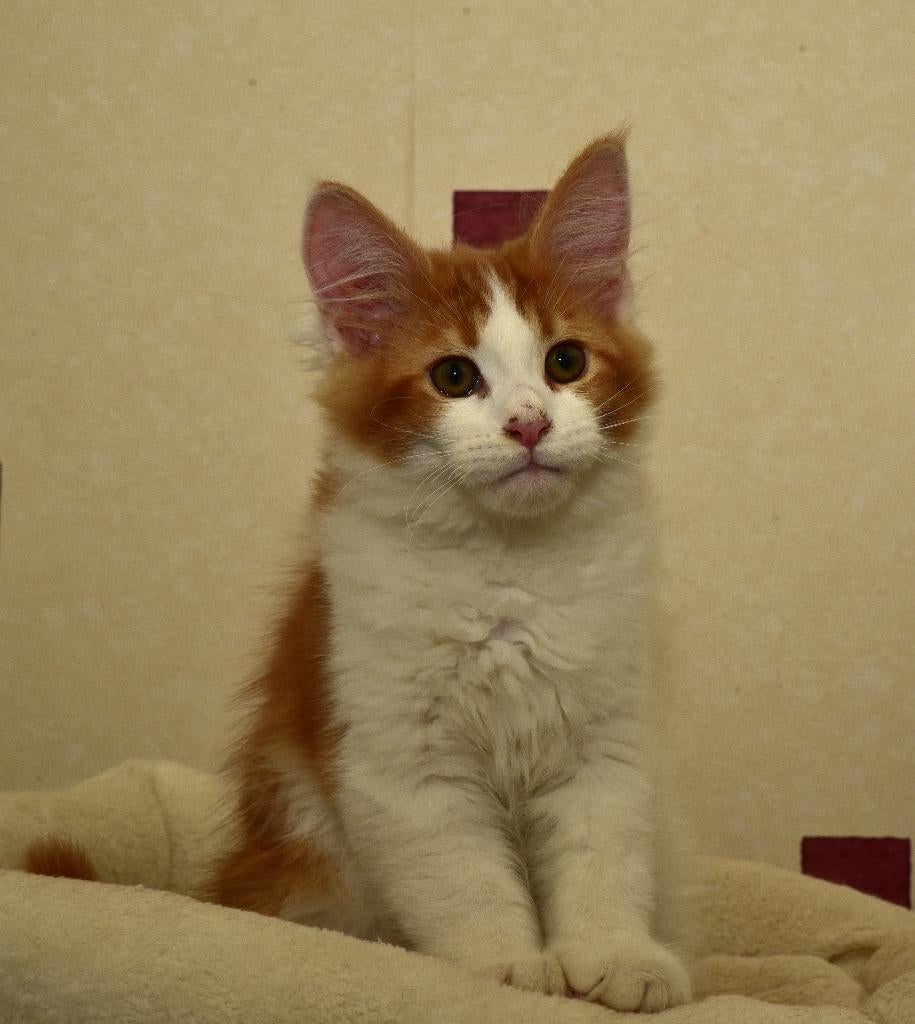 Prachtige Maine Coon kitten met stamboom! € 1250,--, Dieren en Toebehoren, Katten en Kittens | Raskatten | Langhaar, Meerdere dieren