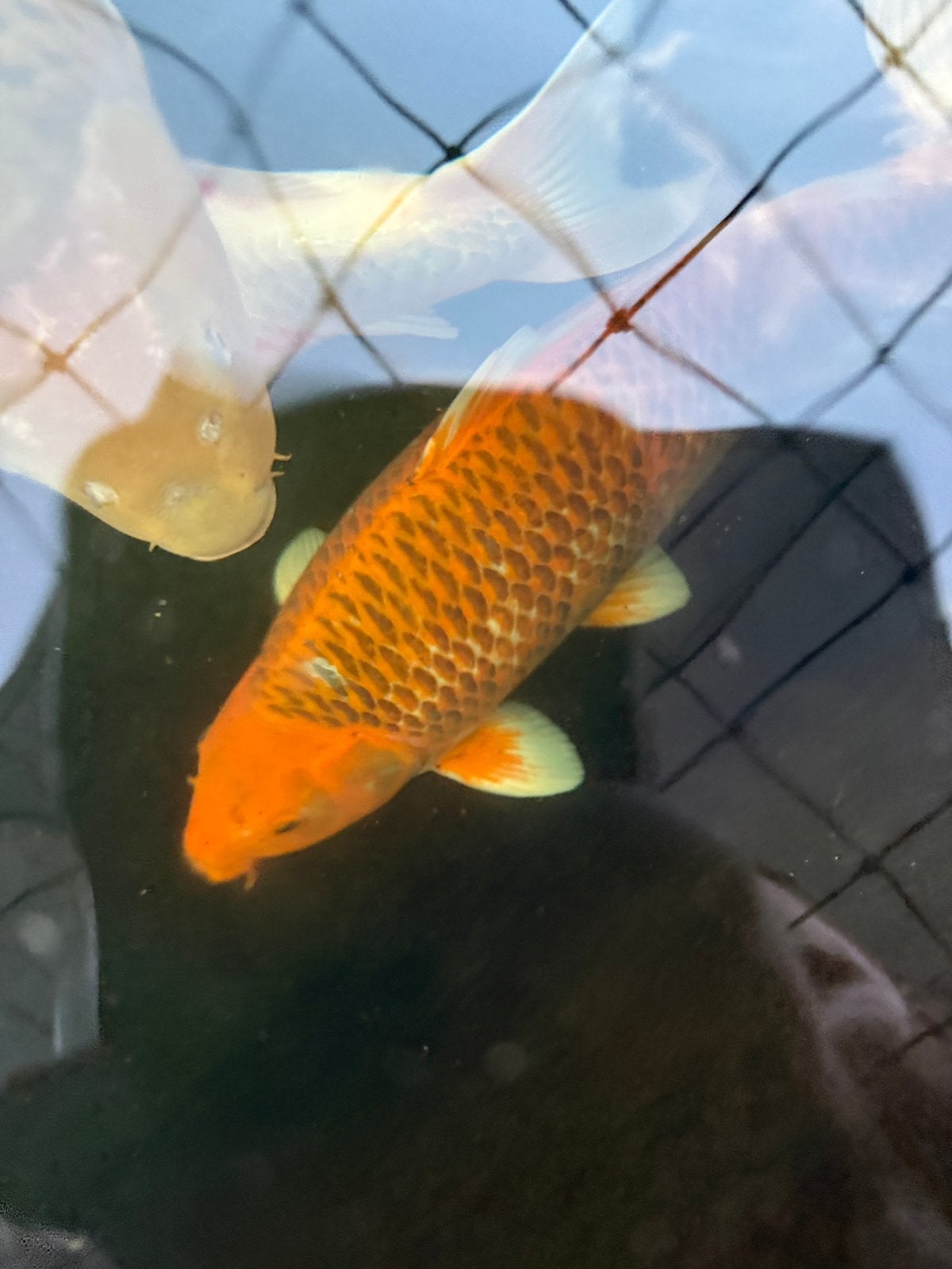 Koi 70cm, Dieren en Toebehoren, Vissen | Vijvervissen, Karper of Koi