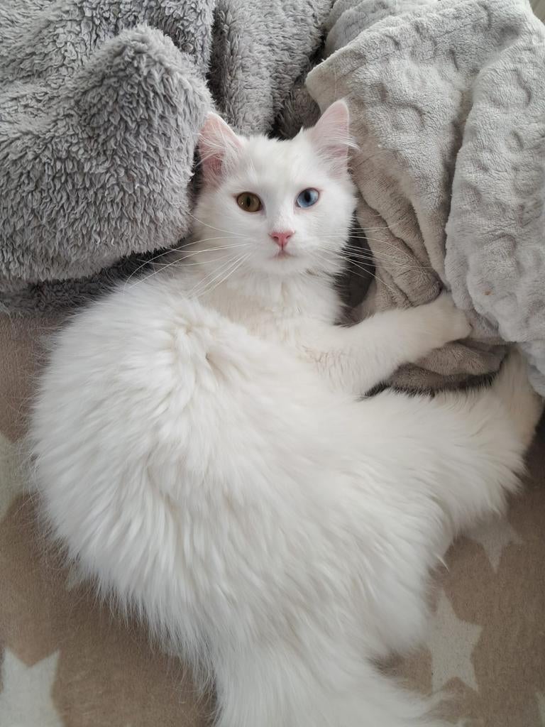 Te reserveren raszuivere turkse angora kittens, Dieren en Toebehoren, Meerdere dieren, Ontwormd