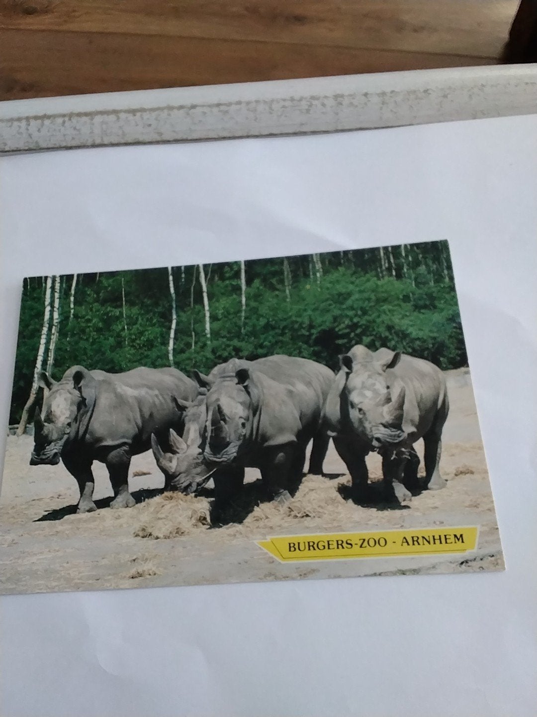 Ansichtkaart Burgers' Zoo Arnhem - Breedlip neushoorns, Ophalen of Verzenden, 1980 tot heden, Ongelopen, Gelderland