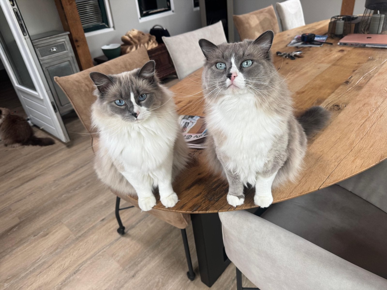 Gouden mandje voor twee Ragdolls - Ragdoll, Dieren en Toebehoren, Katten en Kittens | Raskatten | Langhaar, Meerdere dieren, Gechipt