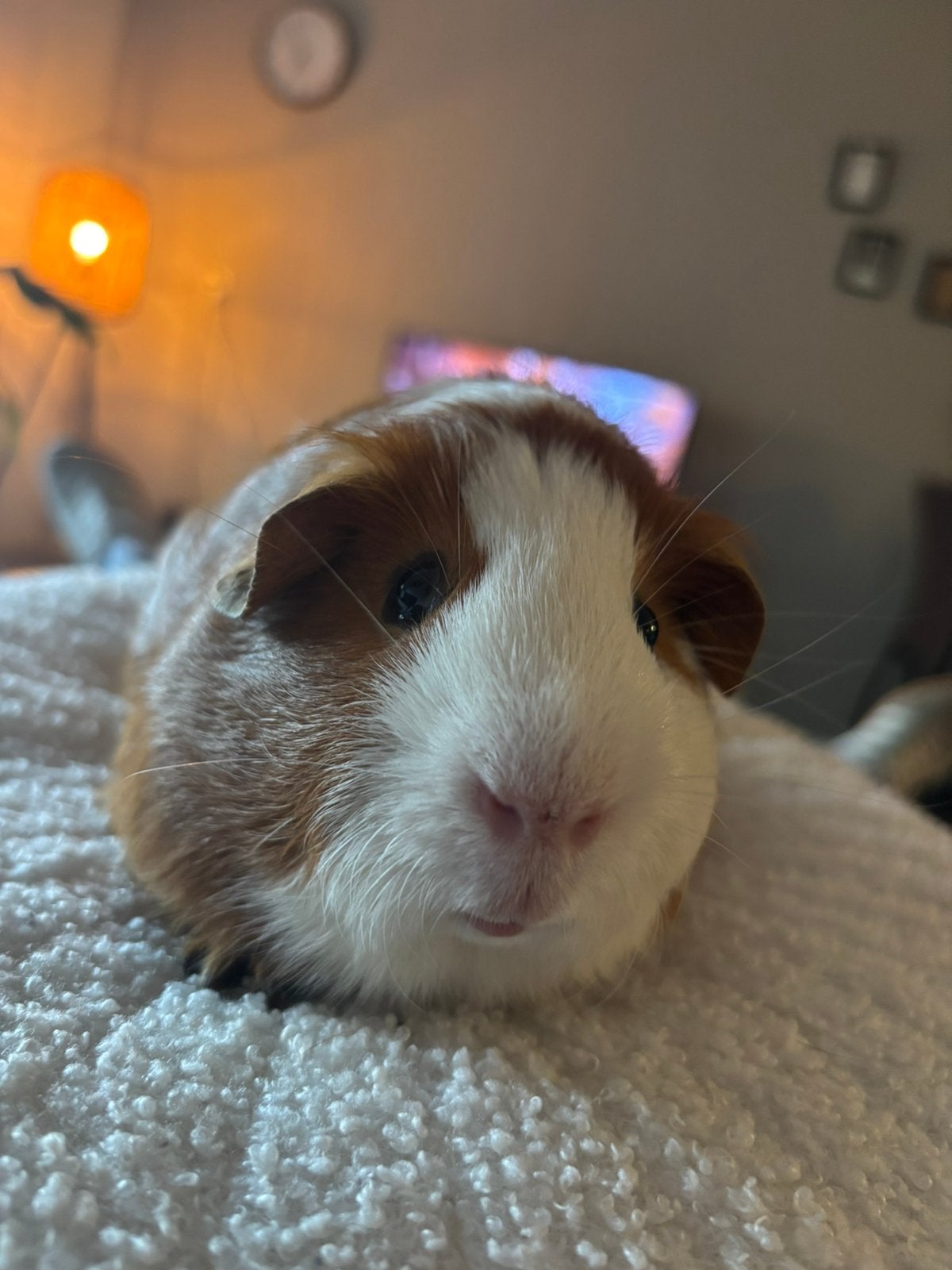 2 cavia beertjes zijn op zoek naar een nieuw huisje., Dieren en Toebehoren, Februari, Mannelijk, Cavia