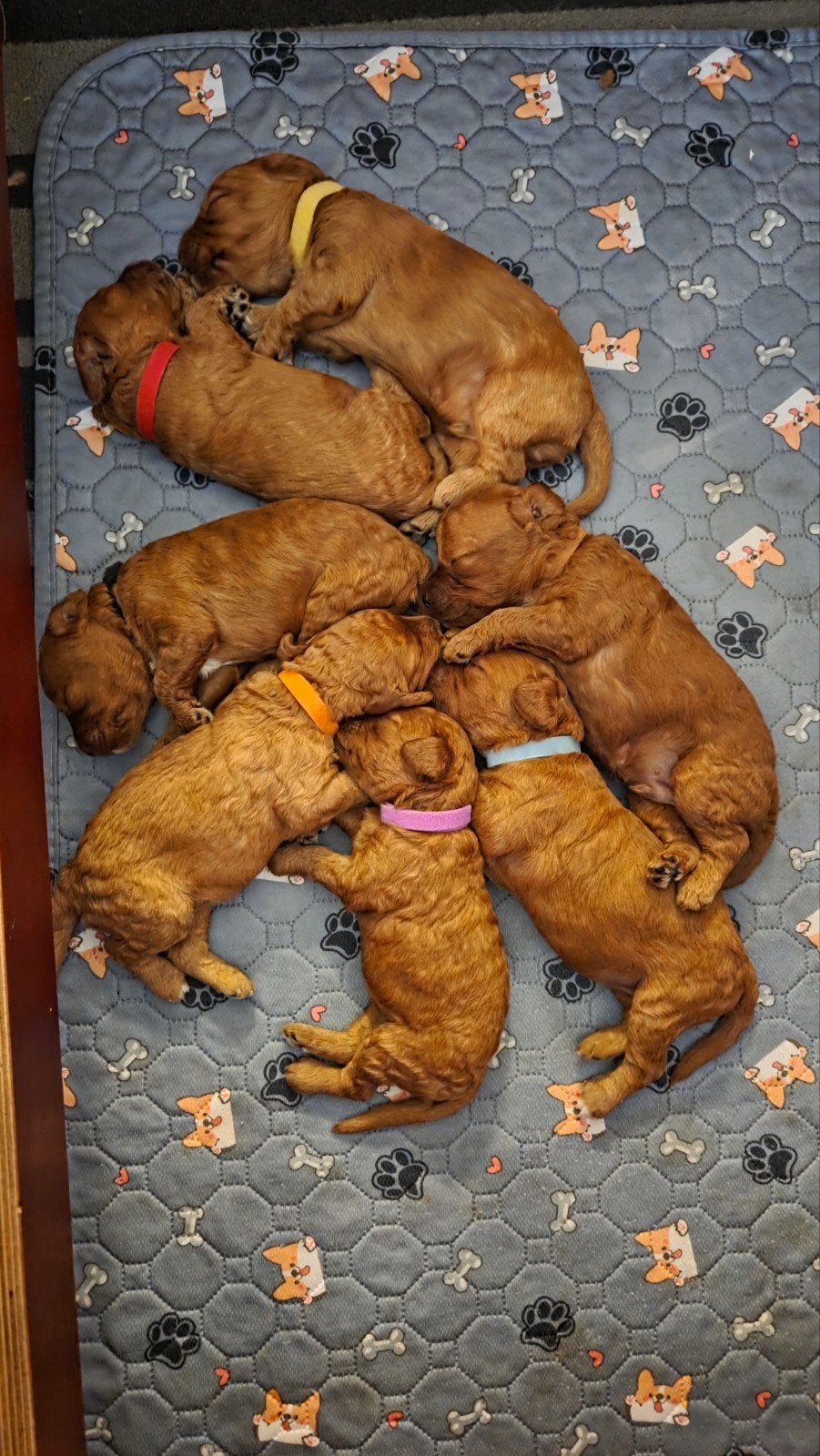Mini Australian Labradoodle puppy's huiselijk opgegroeid, 8 tot 15 weken, Parvo, Meerdere, Meerdere dieren