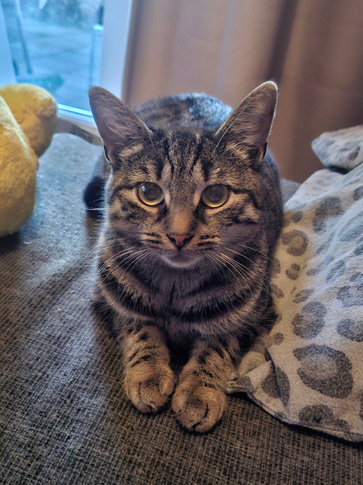 Gezocht: kitten of jonge kat., Geslacht onbekend, Kortharig, 0 tot 2 jaar