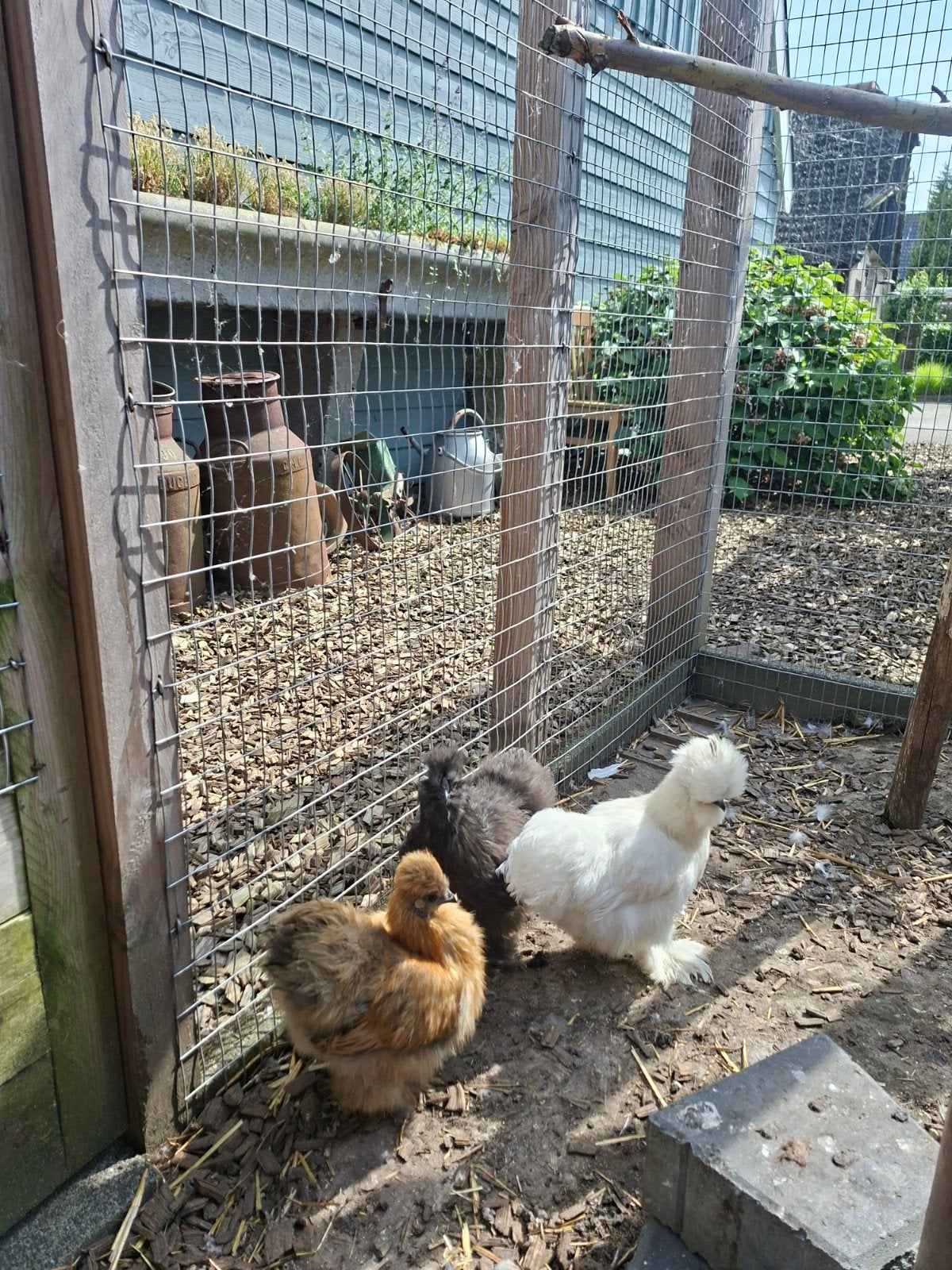 Zijdehoenders, Vrouwelijk, Kip
