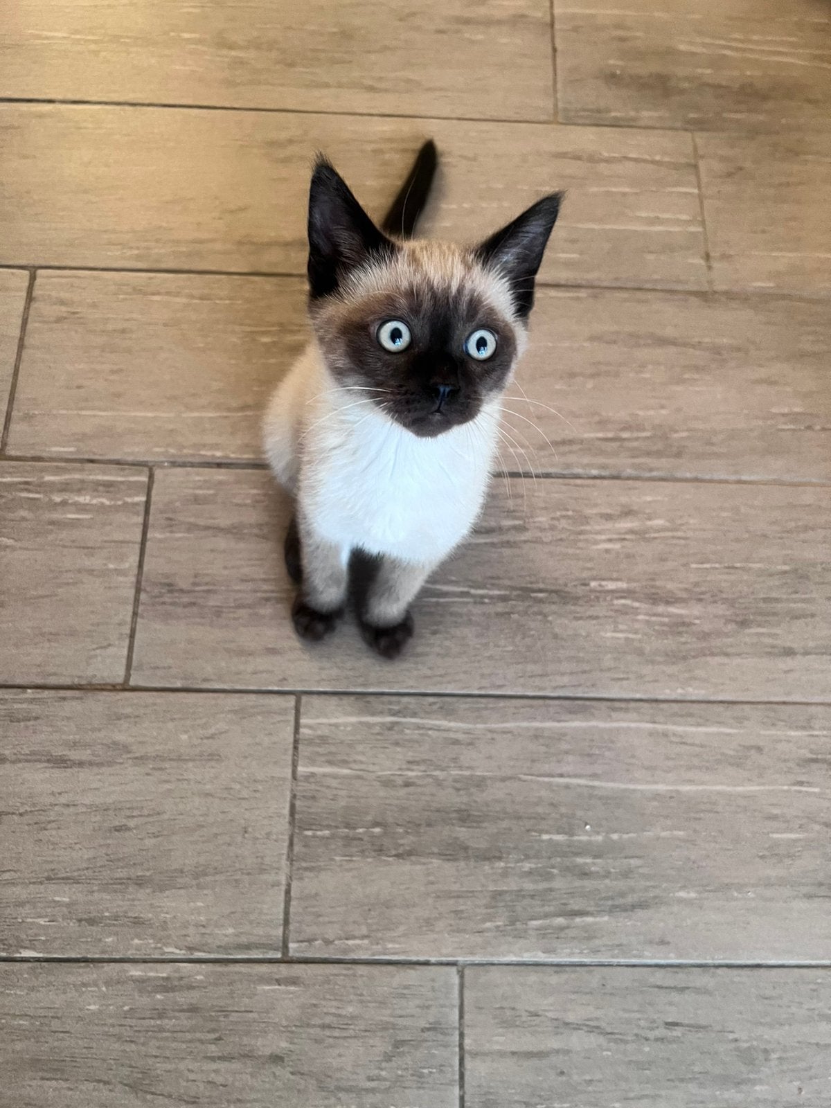 Britse Korthaar/Siamese( 2 kittens), Meerdere dieren