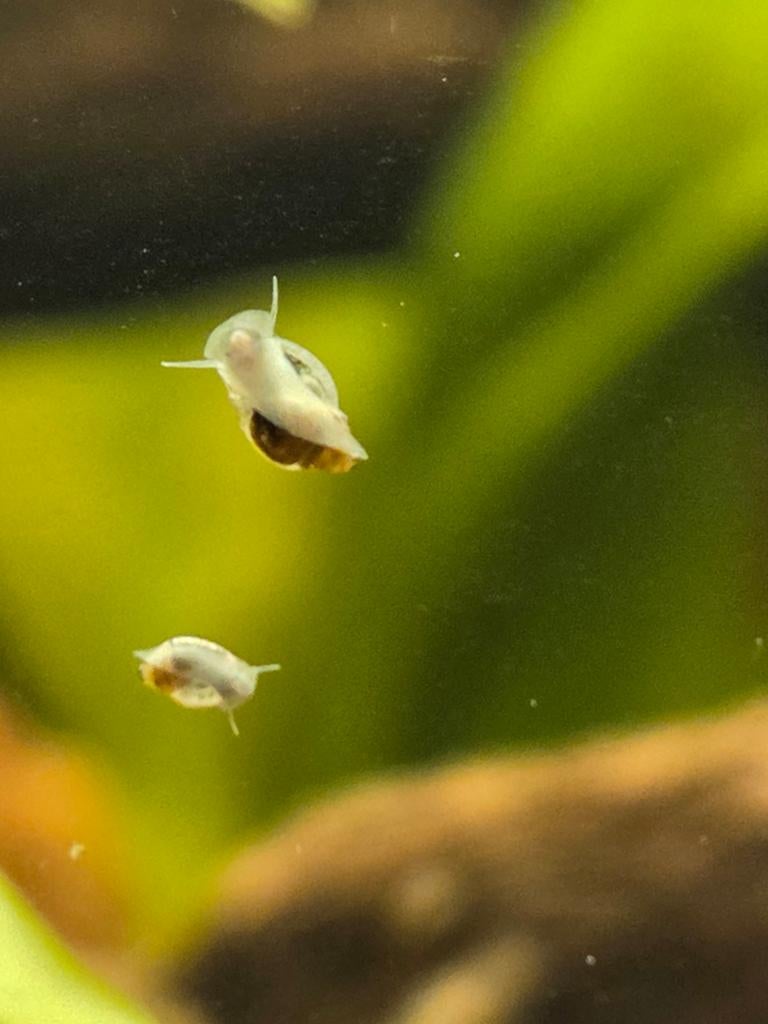 Puntige blaashoren slakjes | GRATIS, Dieren en Toebehoren, Slak of Weekdier