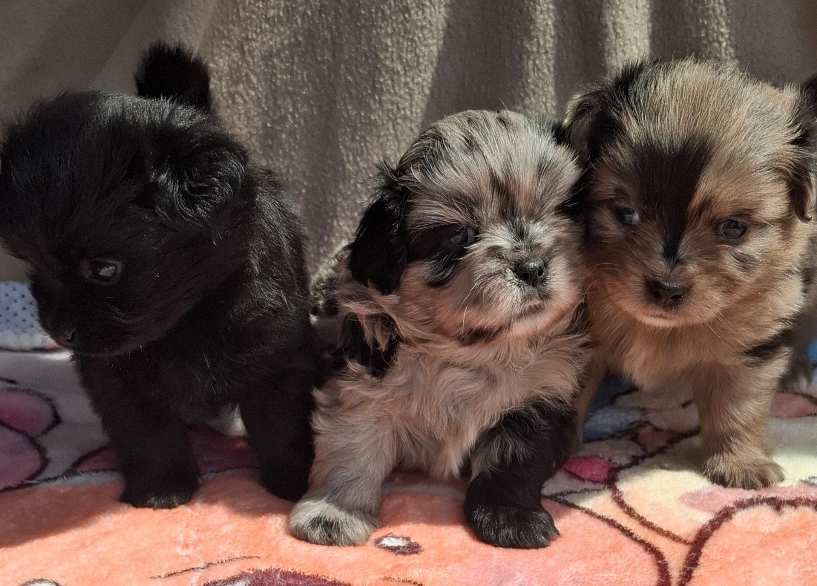 Prachtige unieke Shiranian (F1) pups (Shih Tzu x  pomeriaan), Dieren en Toebehoren, 8 tot 15 weken, Meerdere, Meerdere dieren
