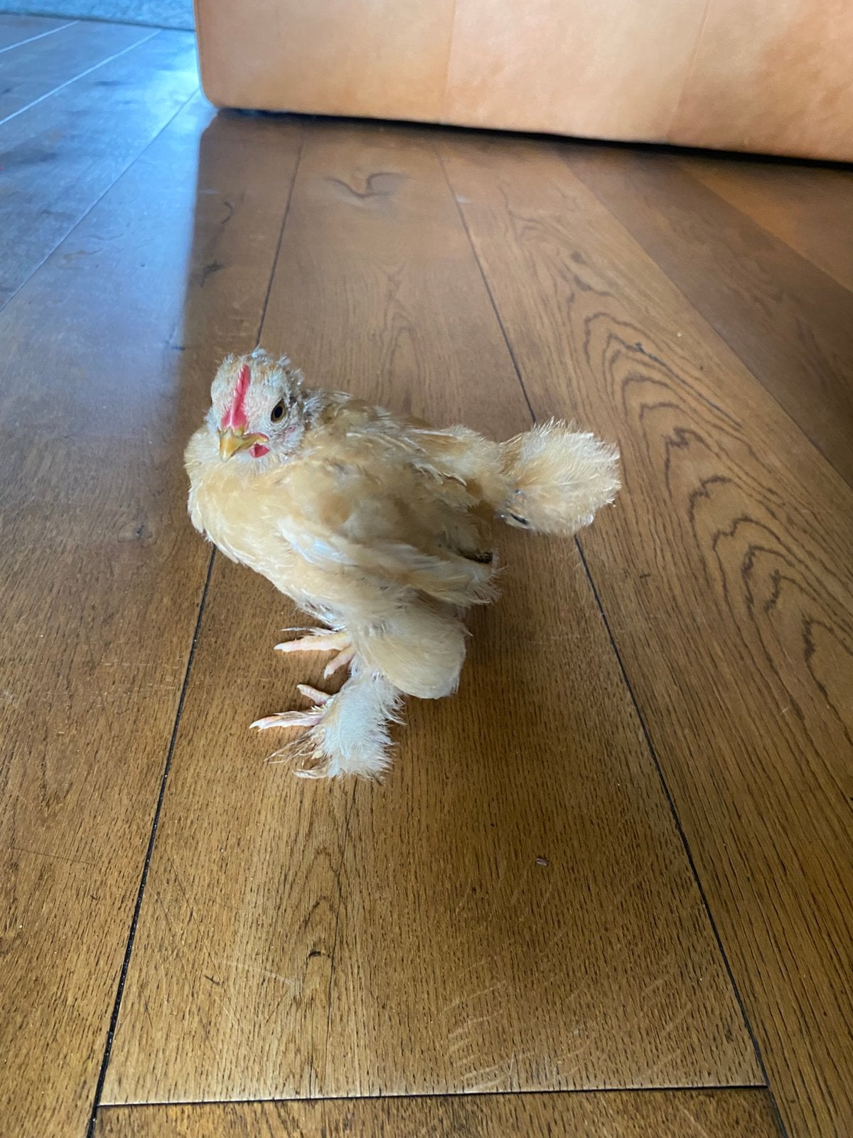 Coshien kriel haantje, Dieren en Toebehoren, Mannelijk, Kip