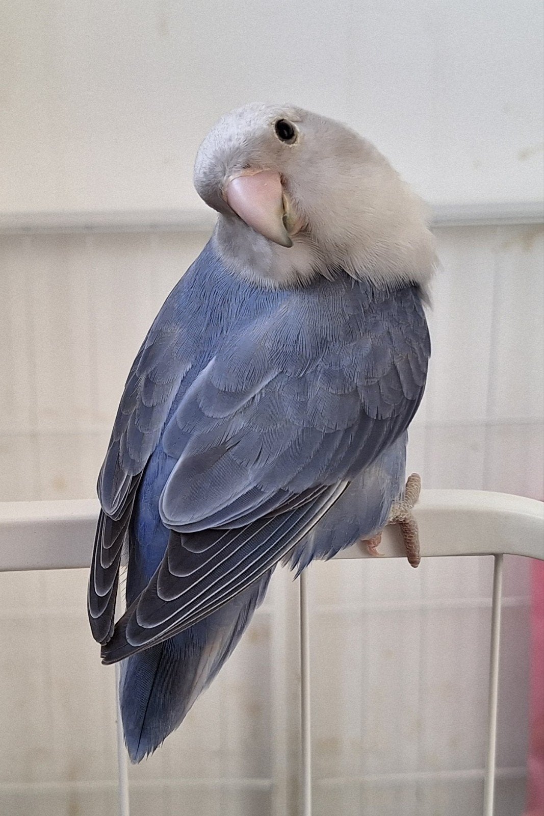 agapornide koppeltje, Meerdere dieren, Dwergpapegaai of Agapornis, Tam