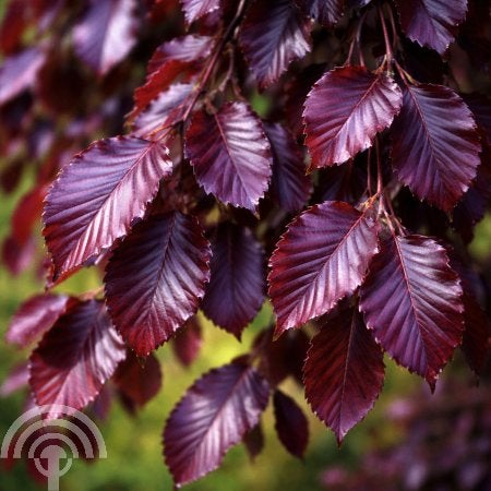 BOOM Fagus sylvatica Purple Fountain Rode Treurbeuk 200-250, Ophalen of Verzenden, Lente, Vaste plant, Volle zon