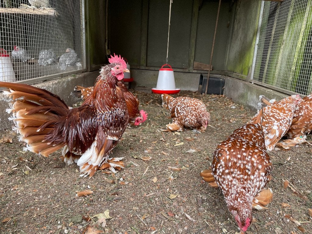 Sabelpootkriel, Meerdere dieren, Kip