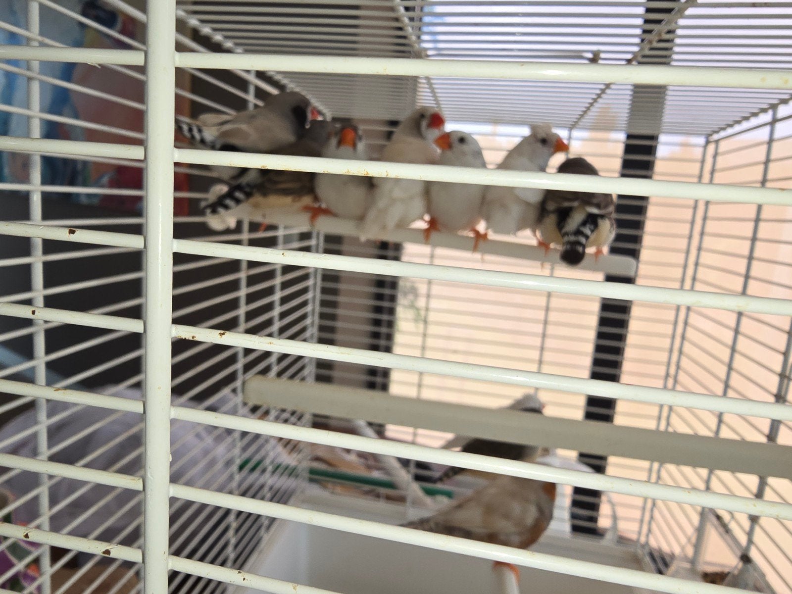 vinkjes en zebravinken, Meerdere dieren