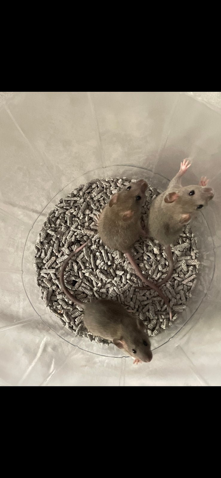 Baby ratjes vrouwtjes 3 stuks laatste!, Dieren en Toebehoren, Rat, Vrouwelijk, Mei, Tam