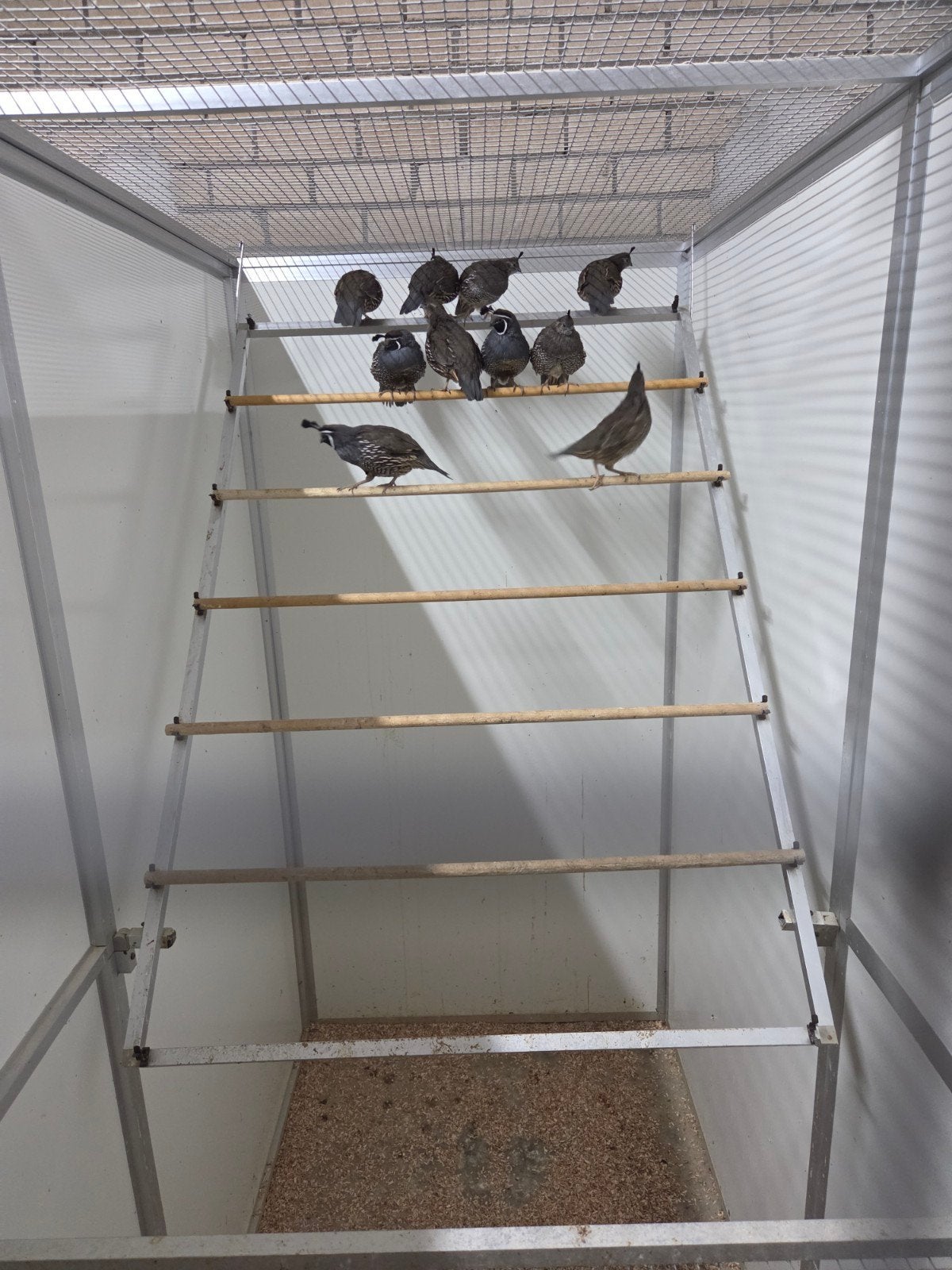 carlifornische kuif kwartels, Dieren en Toebehoren, Vogels | Overige Vogels, Meerdere dieren