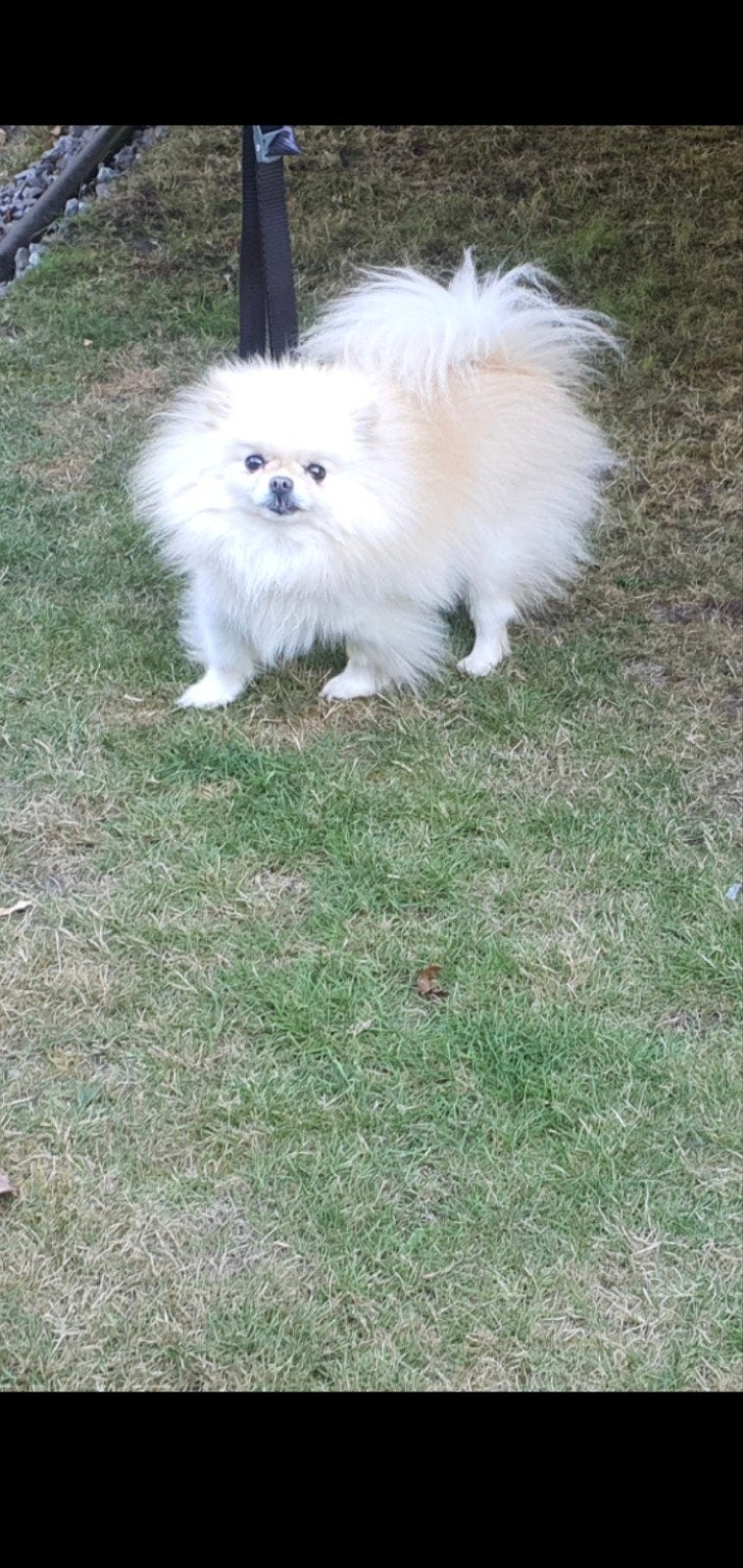 Pomeriaan teefje, Keeshond, Teef, Eén hond, 3 tot 5 jaar