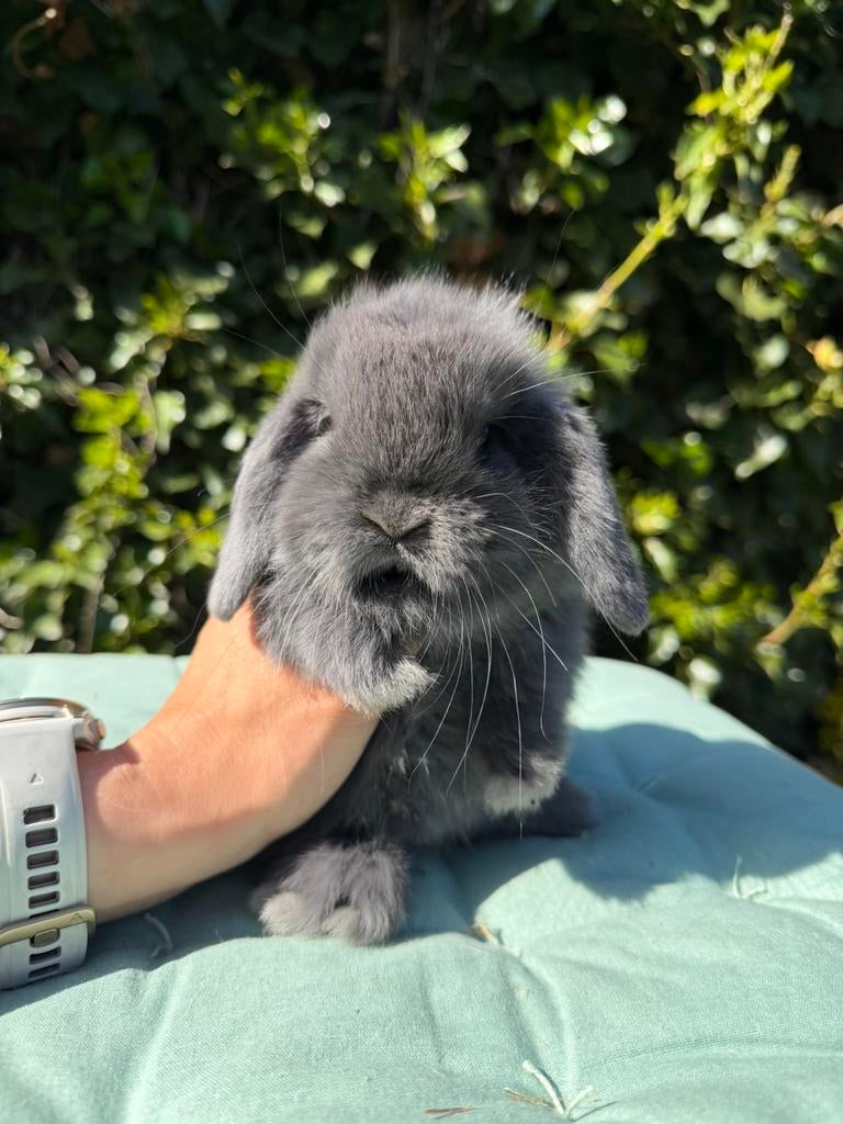 Raszuivere minilop konijntjes, Dieren en Toebehoren, Konijnen, Meerdere dieren, Dwerg, Hangoor, 0 tot 2 jaar