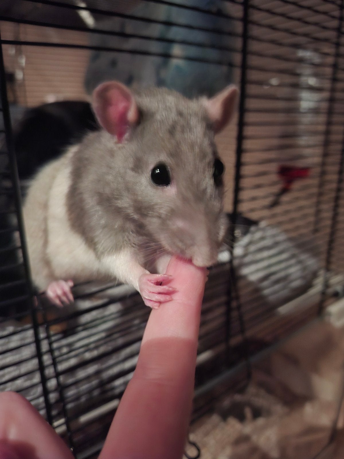 Ratjes nest gezocht, Dieren en Toebehoren, Mei, Vrouwelijk, Rat