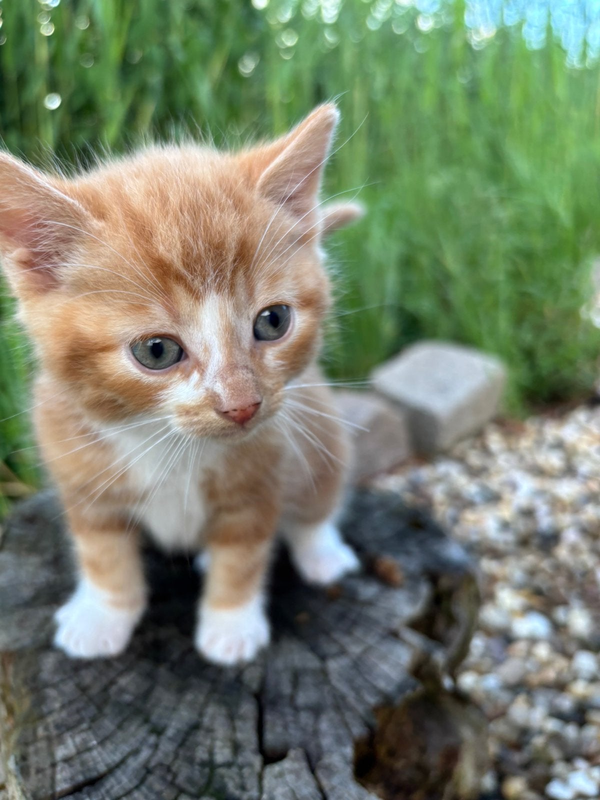 Super lieve “boerderij” kittens te reserveren, Meerdere dieren, Ontwormd, 0 tot 2 jaar