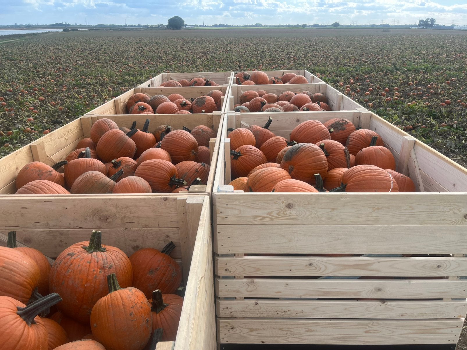 Halloweeen pompoenen sierpompoenen, Ophalen