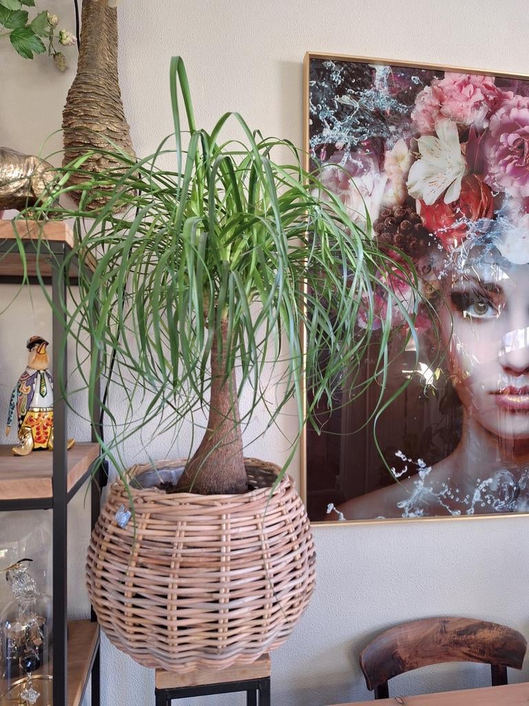 Mooie oliefantenpoot plant met stevige mand, Huis en Inrichting, Kamerplanten, Ophalen